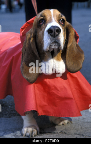 Basset Hound in Red Raincoat, NYC Stock Photo