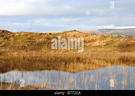 established dune system kenfig burrows national nature reserve near ...