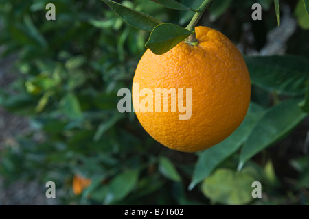 Navel Orange 'Washington' hanging on branch. Stock Photo