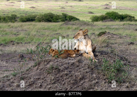 African lioness on  watch while her two  cubs sleeping alongside Stock Photo