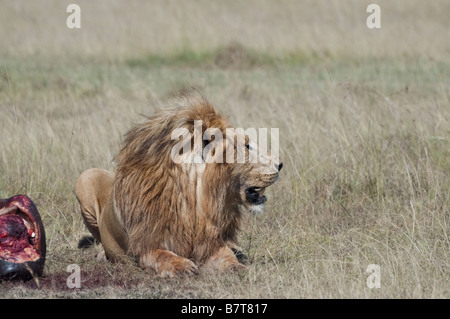 Lion male watches warily for scavengers while guard over a hippo kill Stock Photo