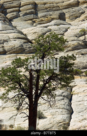 Tree in Capitol Reef National Park Utah USA Stock Photo