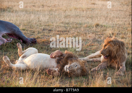 Lions enjoying afternoon slumber in b;oody grass around hippopotamus carcass Stock Photo