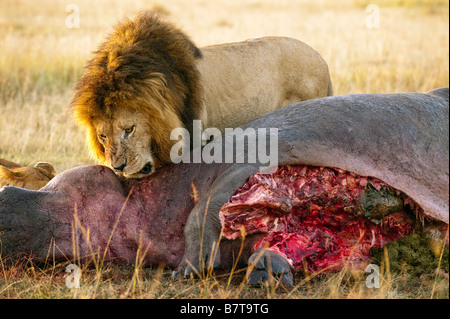Male lion Panthera Leo on his kill Stock Photo