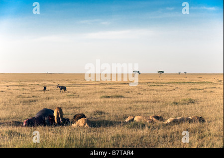 Four lions feast around  hippopotamus carcass and two topi antelopes seen far on background Stock Photo