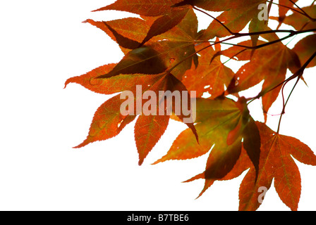 Japanese maple leaves on white background Stock Photo