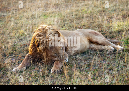 Male african lion sprawl on grass and sleeping after successfull kill and plentiful meal Stock Photo