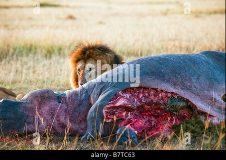 Africa lion  (Panthera leo) feeding on kill Stock Photo