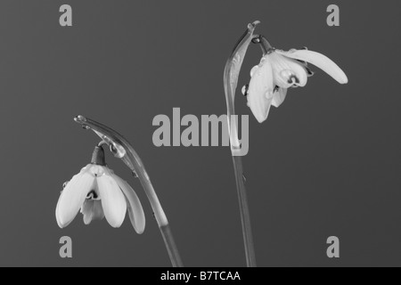 Snowdrop Galanthus nivalis close up Stock Photo