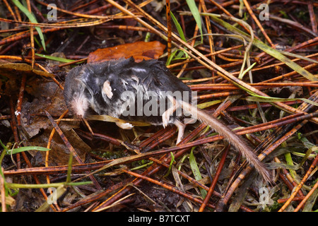 Dead water shrew neomys fodiens found in woodland beside small slow flowing stream Stock Photo