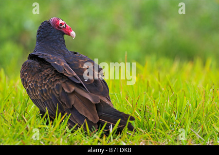 turkey vulture (Cathartes aura), sitting on a meadow, USA, Florida Stock Photo