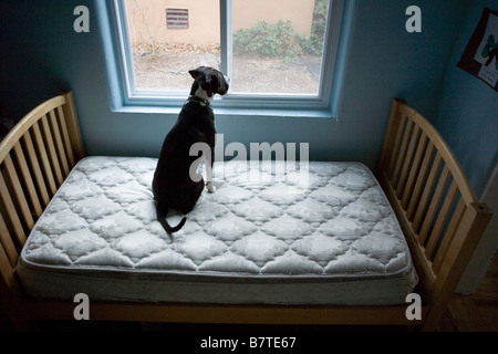dog sitting on mattress alone, looking out the window Stock Photo