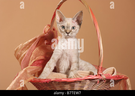 young Devon Rex cat - sitting in basket Stock Photo