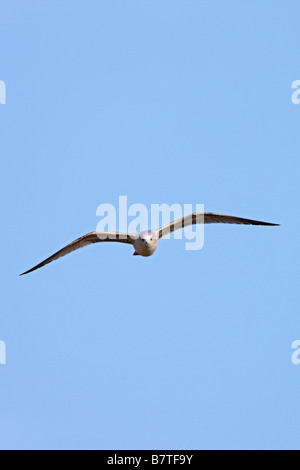 Common Gull Larus canus in flight with blue sky therfield Hertfordshire Stock Photo