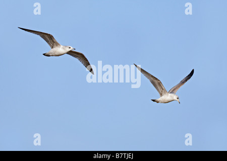 Common gull Larus canus in flight with blue sky Therfield Hertfordshire Stock Photo