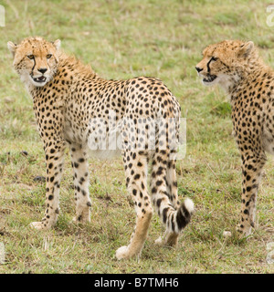Cheetah cubs alert and looking around in the Masai Mara in Kenya Stock Photo