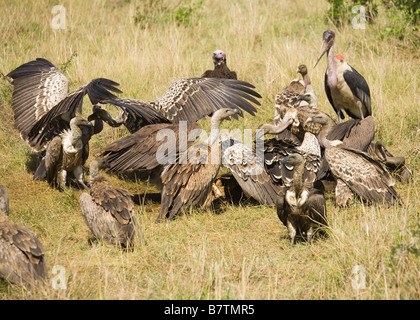 Vultures on prey in the Masai Mara in Kenya Stock Photo