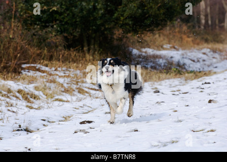 border collie running in snow Stock Photo