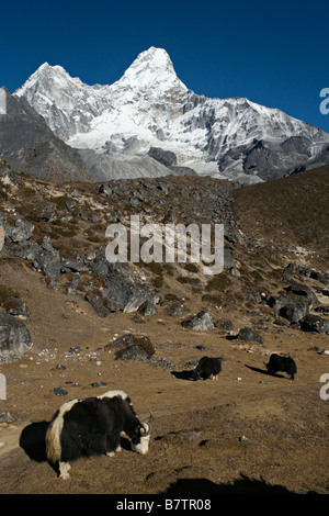 Yak pasture and majestic Amadablam mountain in background seen in Khumbu region Everest valley Nepal Stock Photo