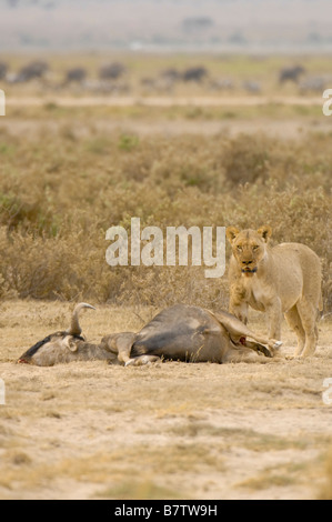 lioness and her prey Stock Photo