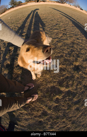 fish eye view of a person petting a golden retriever at a park, dog smiling at camera Stock Photo