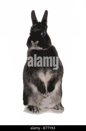 black and grey rabbit popart portrait illustration Stock Photo