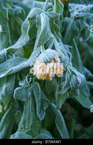 Frozen marigold in winter Calendula officinalis Stock Photo