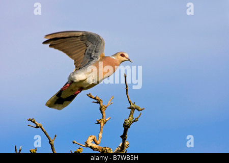 turtle dove (Streptopelia turtur), flying over the branches of a tree, Germany, Rhineland-Palatinate Stock Photo