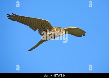 common kestrel (Falco tinnunculus), flying, Germany, Rhineland-Palatinate Stock Photo