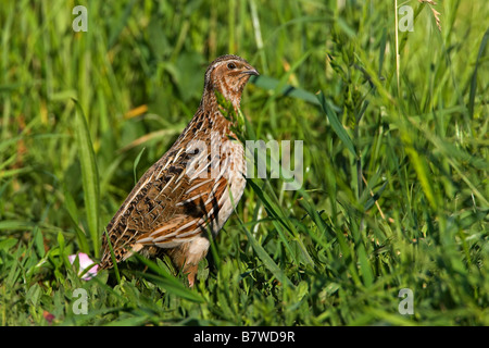 common quail (Coturnix coturnix), in a meadow, Germany, Rhineland-Palatinate Stock Photo