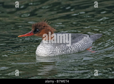 Female Scaly Sided Merganser duck (mergus squamatus) Stock Photo