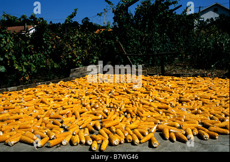 Harvested ears of corn are left drying in the sun in Aveiro, central Portugal Stock Photo