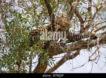 Kenya, Maasai Mara, Narok district. A leopard rests in a tree during the heat of the day in the Masai Mara National Reserve Stock Photo