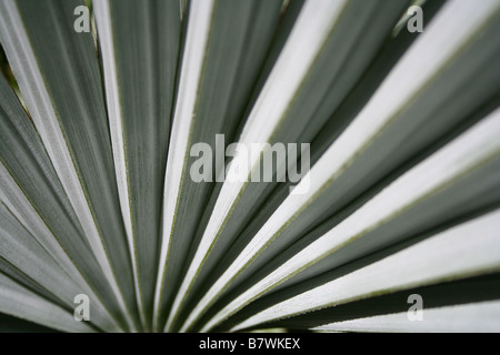 Blue Hesper Palm leaf (Brahea armata / Mexican Blue Palm) close-up Stock Photo