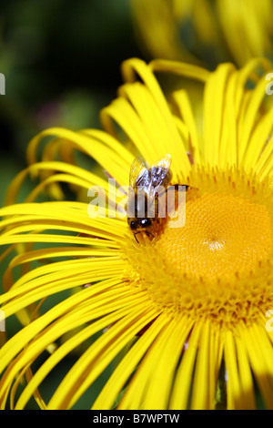 A BEE COLLECTING POLLEN FROM INULA HOOKERI Stock Photo