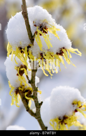 Close up of Snow covered Hamamelis x intermedia sunburst Stock Photo