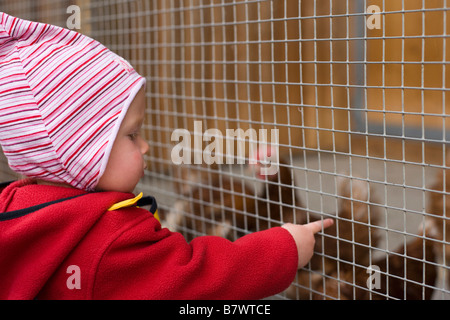 Baby girl pointing at chickens in cage at chicken farm Keltern Germany September 2008 Stock Photo