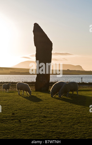 dh Sheep FARMING ORKNEY Rams grazing in field Standing stones of Stenness dusk Stock Photo