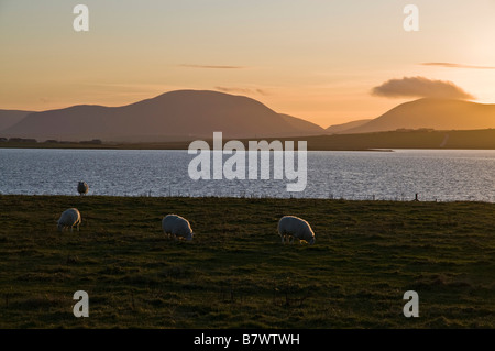 dh  STENNESS ORKNEY Flock of sheep grazing in field and hoy hills dusk