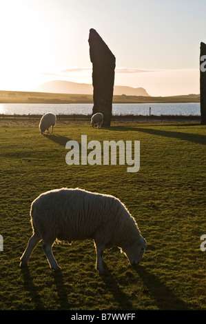 dh Sheep FARMING ORKNEY Rams grazing in field Standing stones of Stenness dusk
