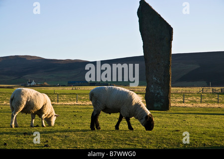 dh Sheep FARMING ORKNEY Rams grazing in field Standing stones of Stenness Stock Photo