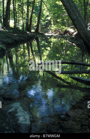 Creek in a Forest in London Ontario Canada - Vertical Stock Photo