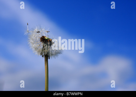 round puffy head of ripe dandelion fruit, parachute seeds blown away in light bteeze Stock Photo