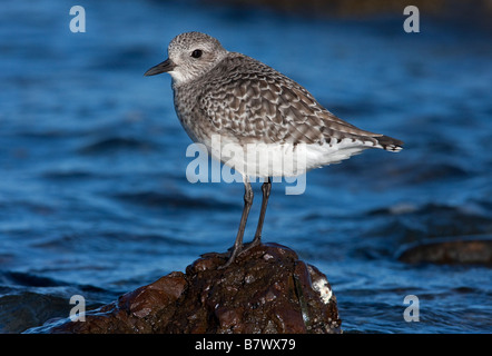 Black-bellied Plover Pluvialis squatarola standing on rock along shoreline at Columbia Beach Vancouver Island BC in November Stock Photo