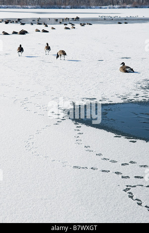 Canadian geese waddle across a semi-frozen lake, leaving footprints on the ice and snow Stock Photo