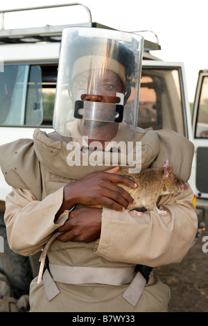 APOPO mine action program deminer in protective gear posing with trained rat used to sniff out UXO in Gaza Province Mozambique. Stock Photo