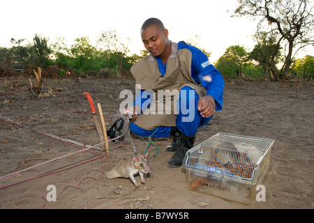 APOPO mine action program dminer with trained rat used to sniff out land mines and other UXO in Mozambique. Stock Photo