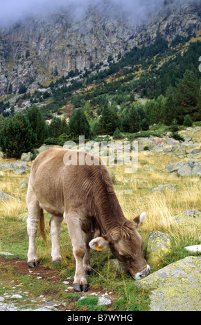 domestic cattle (Bos primigenius f. taurus), Calf grazing in mountain meadow, Spain, Pyrenees, Aiguestortes National Park, Llei Stock Photo