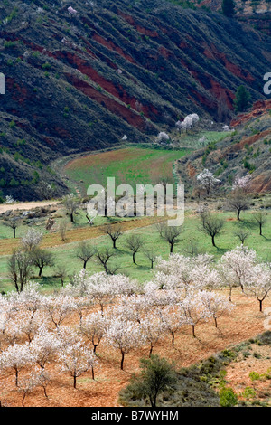 sweet almond (Prunus amygdalus var. dulcis, Prunus dulcis var. dulcis), blooming almond trees, Spain, Valencia, Los Serranos Stock Photo