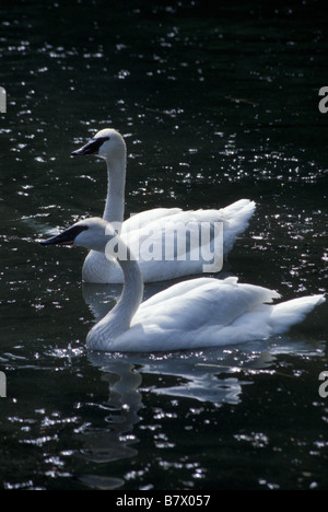 Springbank Park In London Ontario During Winter Stock Photo - Alamy